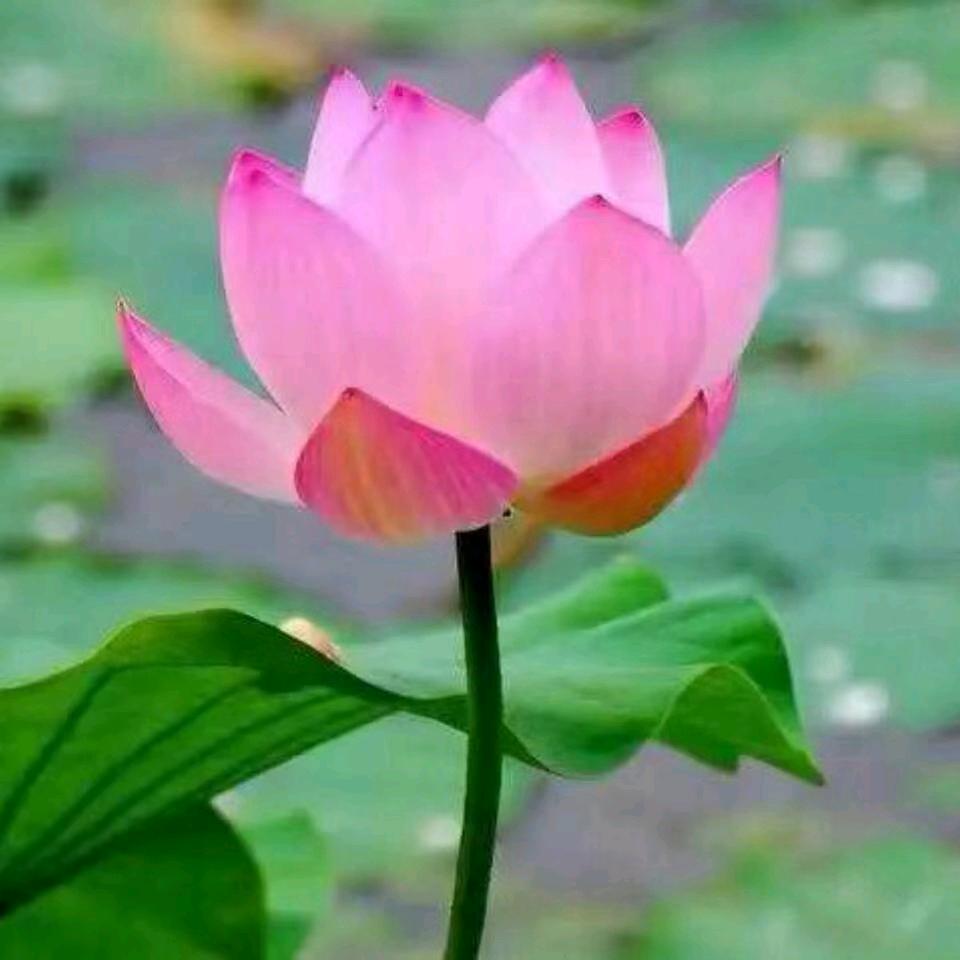 恩赐