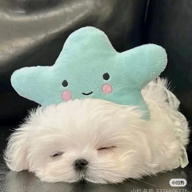 布丁🧊🧊奶茶