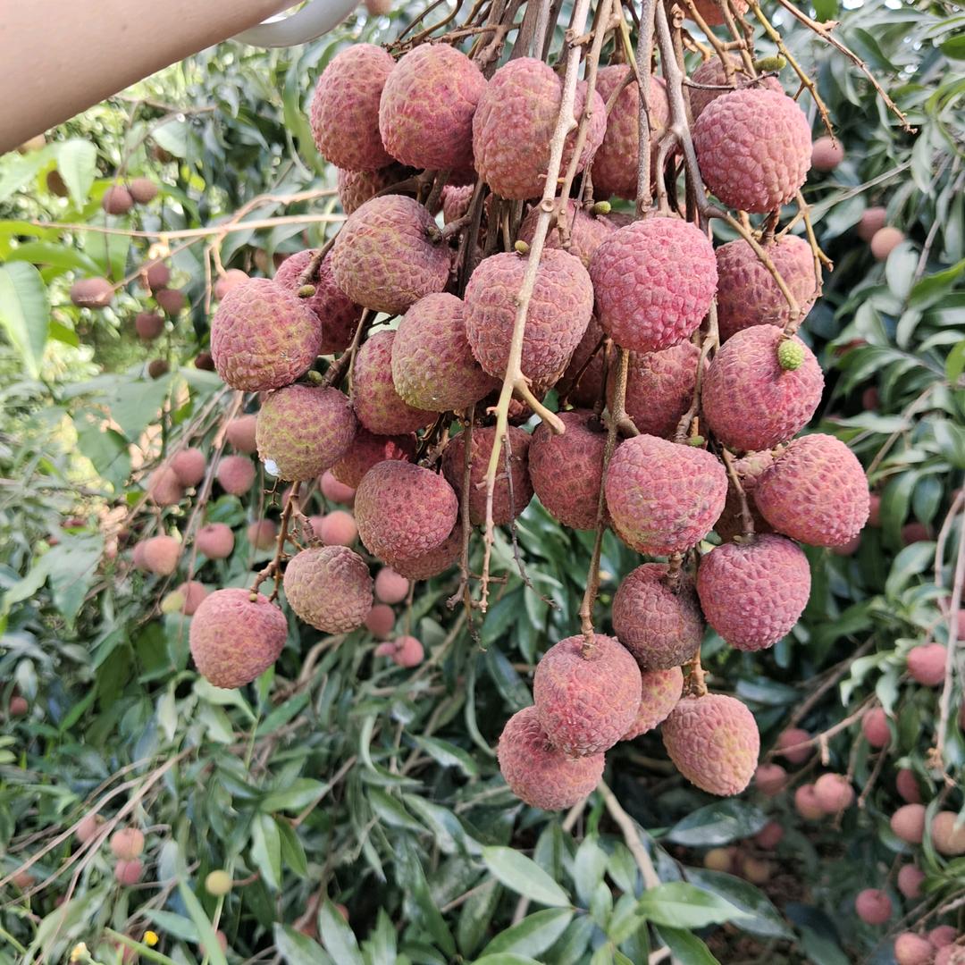🍒快乐女生
