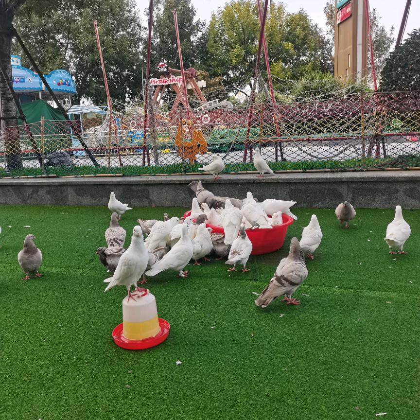 婷婷鸽舍（业余爱好养金丝熊，牡丹鹦鹉）