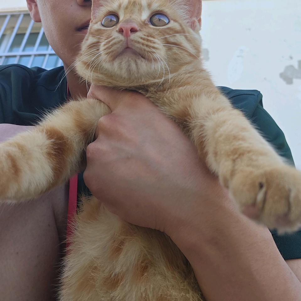 火龙果战士