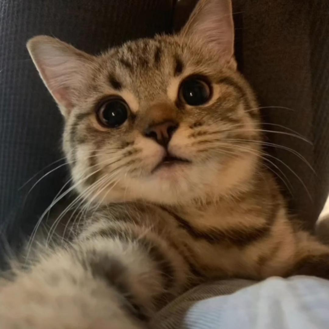 ོM