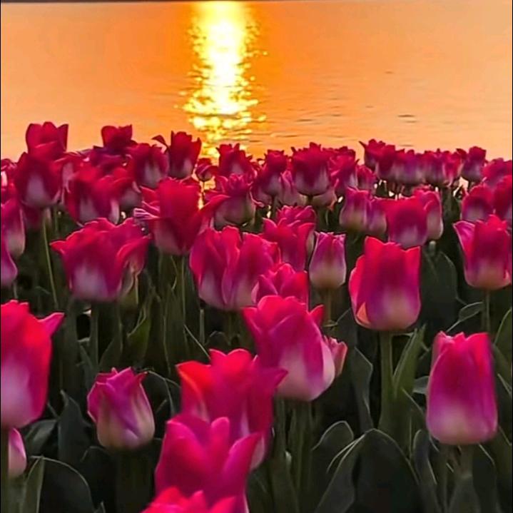 ☔️花儿笑开颜☔️