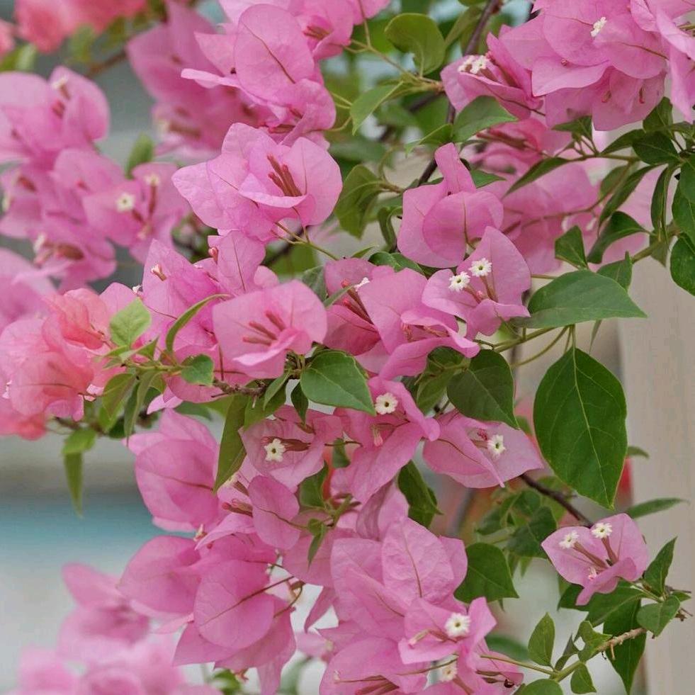 盛夏花卉三角梅