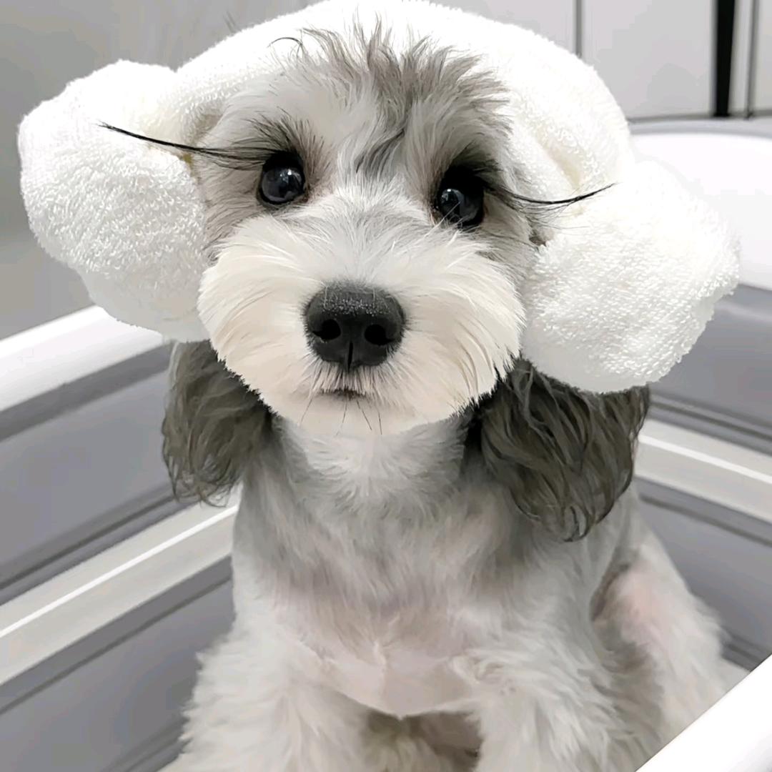 德润宠物官方号