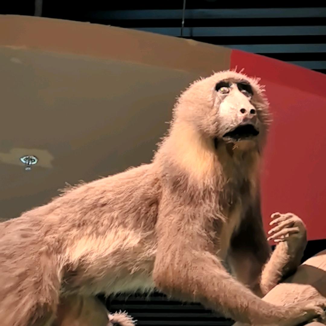 马嘉祺爱打王者（直播版）