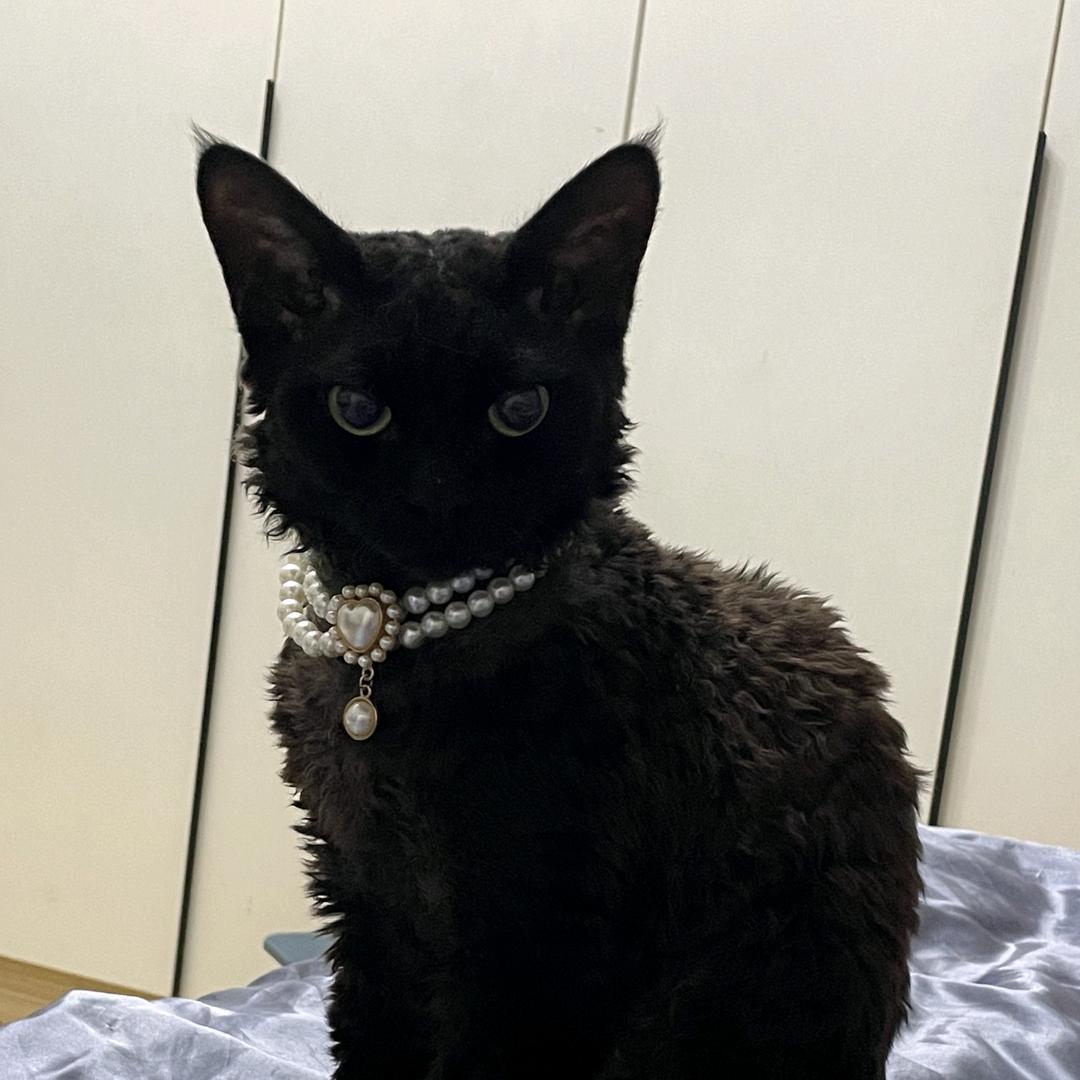 麒麟是只猫(❌ 连👍🏻)