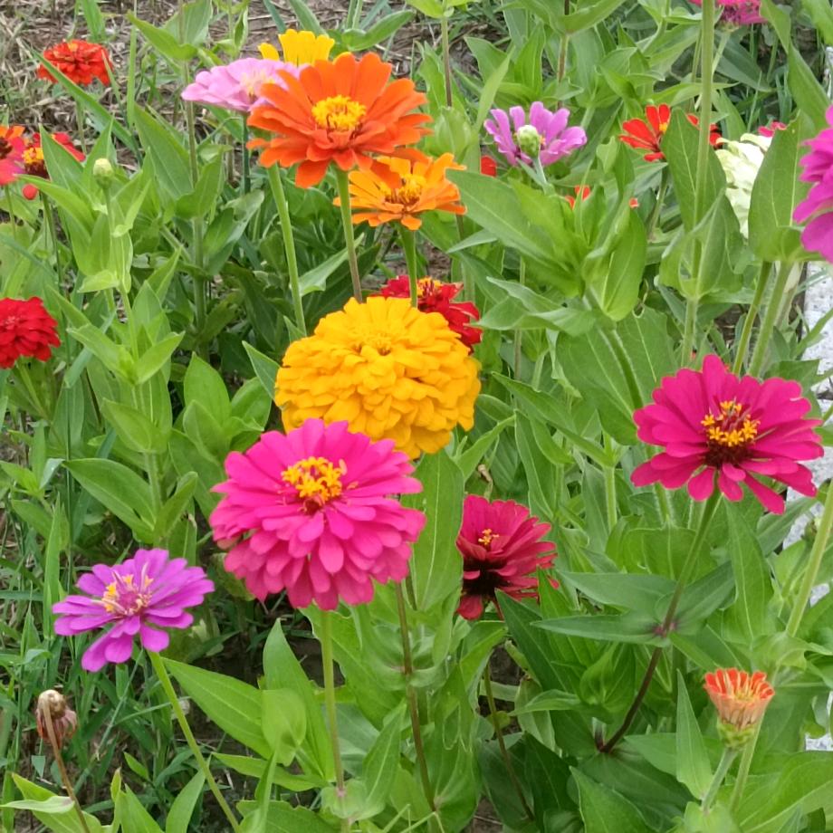 微微一笑很倾城