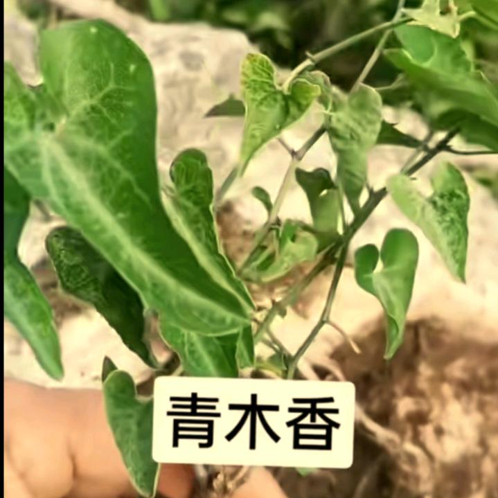 慈惠仁心