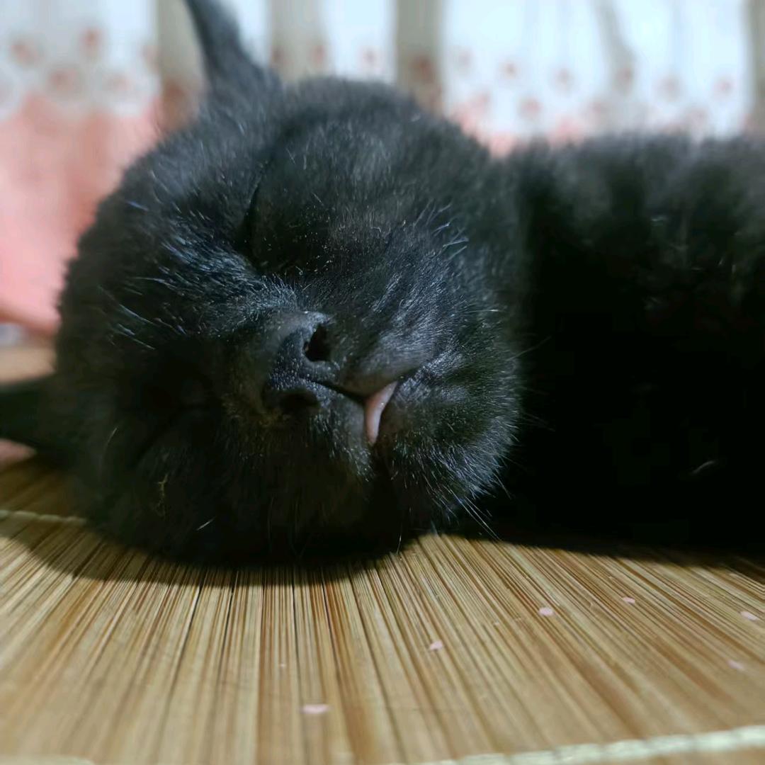 黑鱼先生