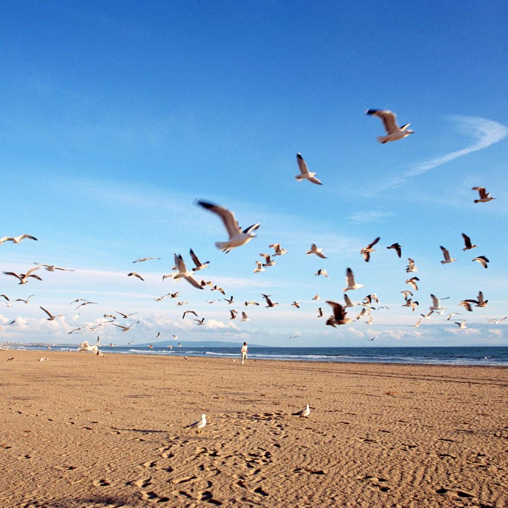 苏喂，苏喂苏喂