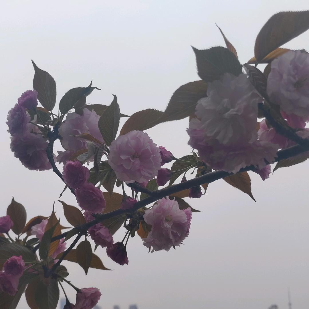 超越梦想_2lenq