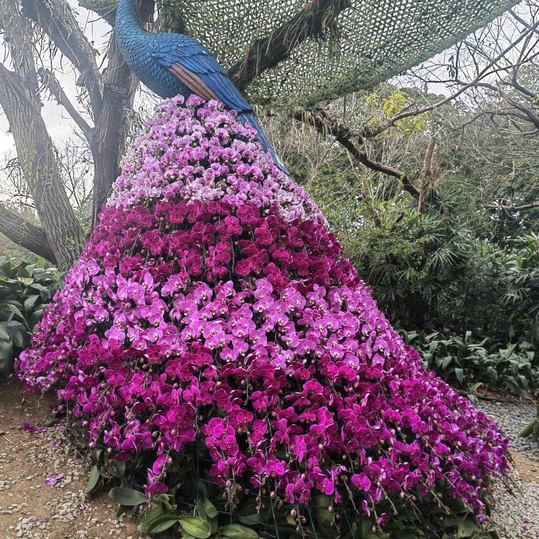 小草芽