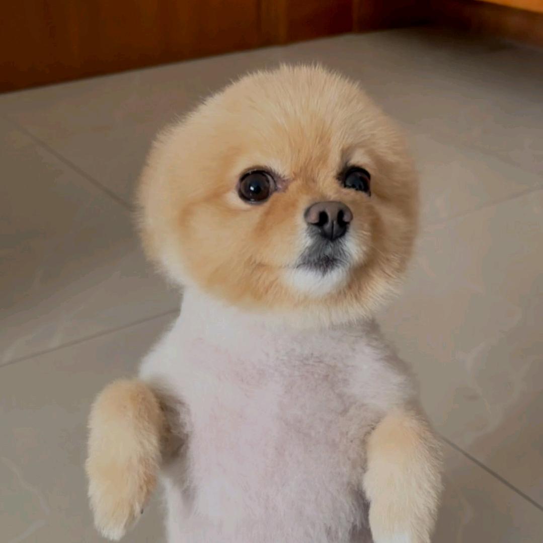 破坏小霸王