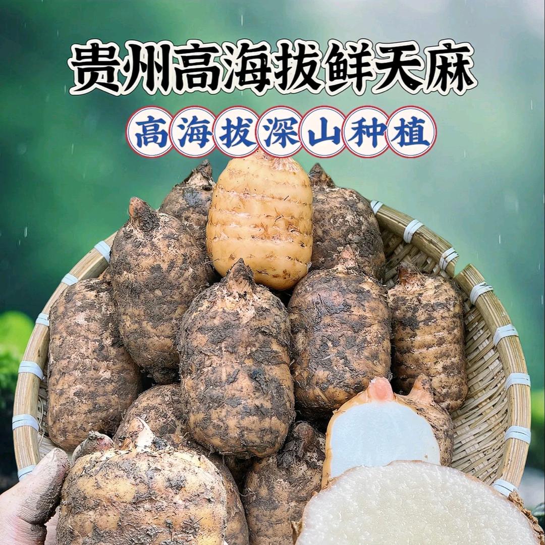 赫章乌天麻产地