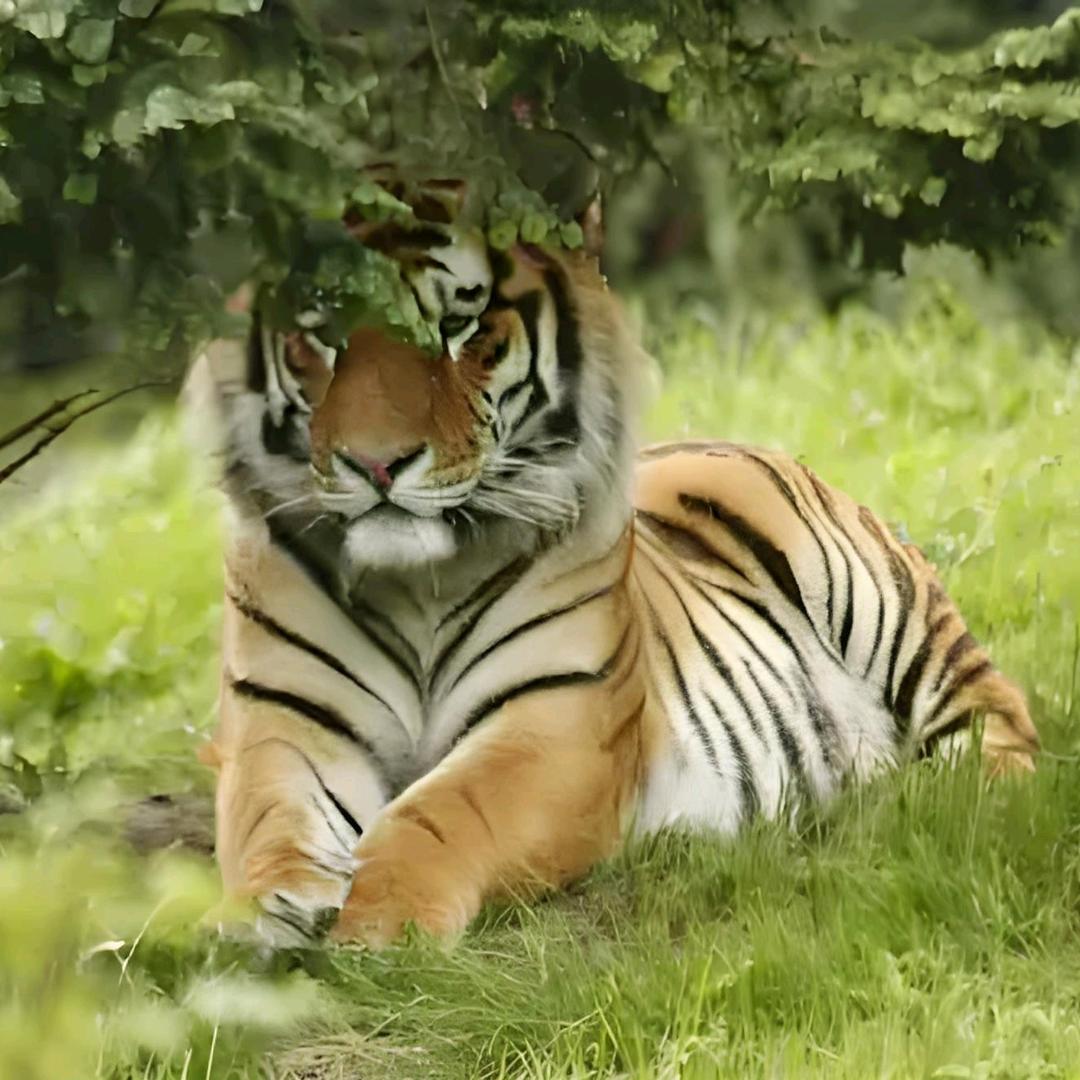 🐯汏澍🐯