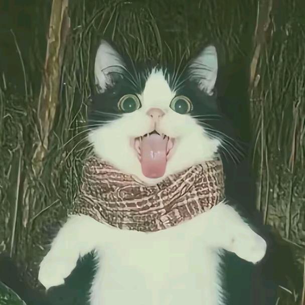 😼