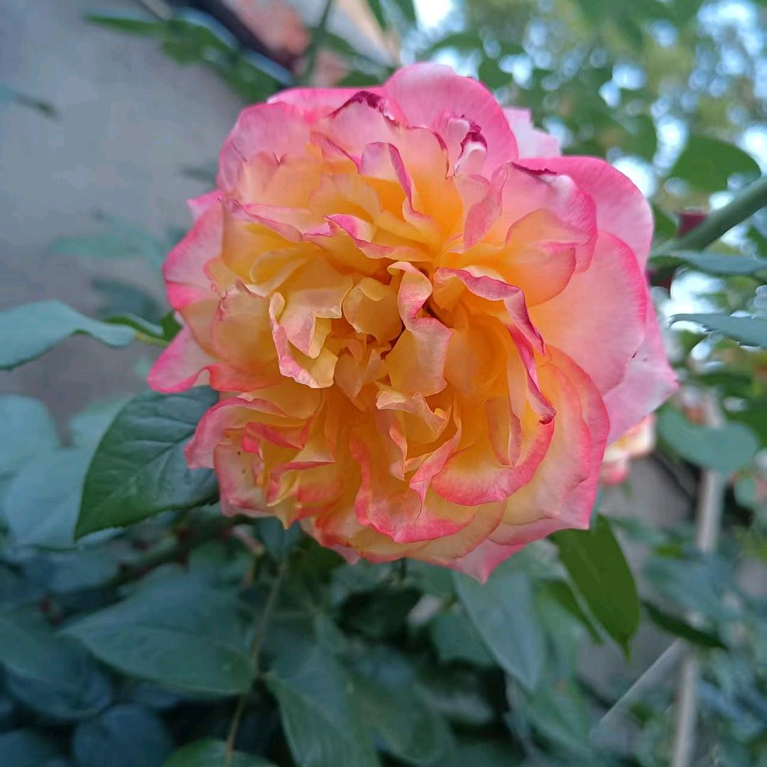 平安一生（王）