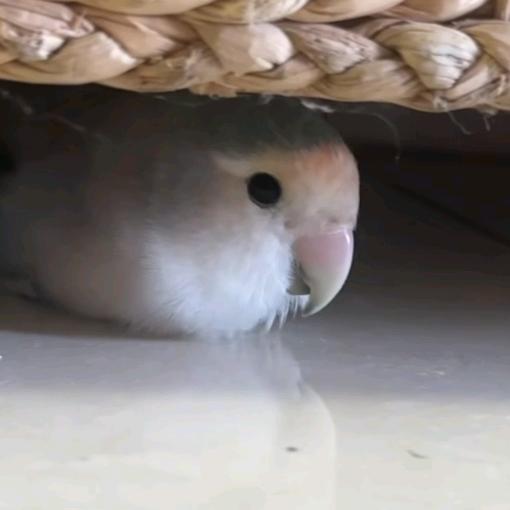 小乖和小七