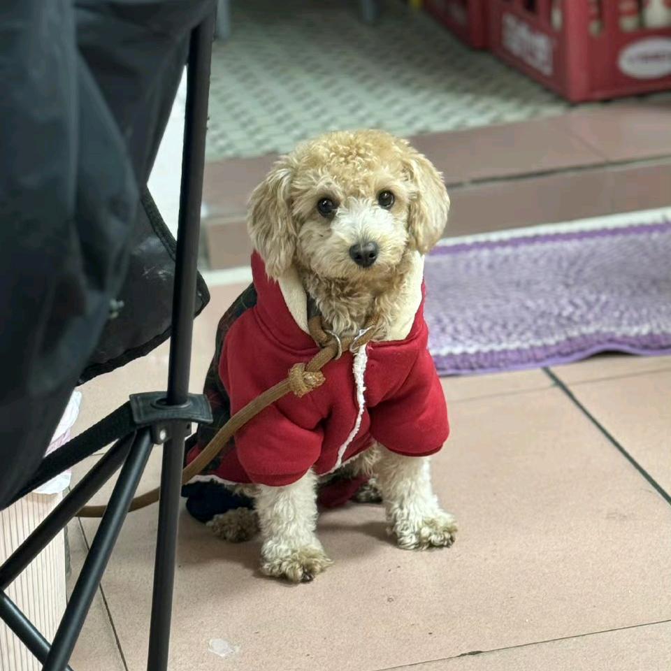 呜啦啦－小鹿鹿