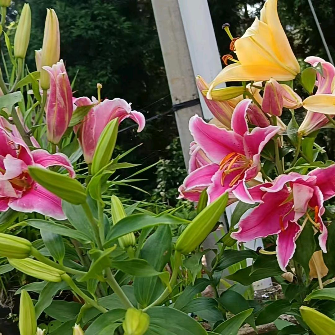 我小张