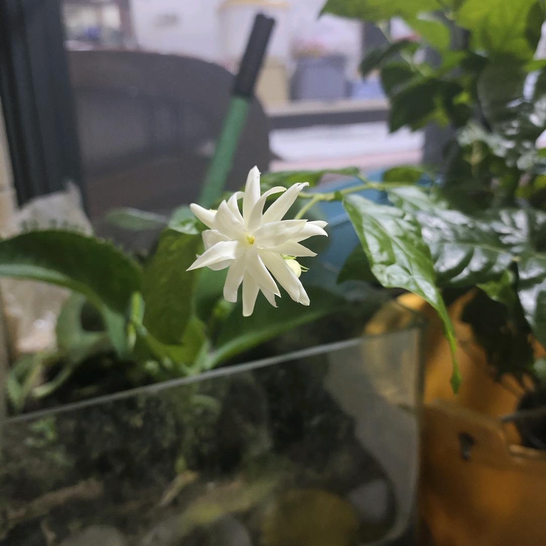老夫