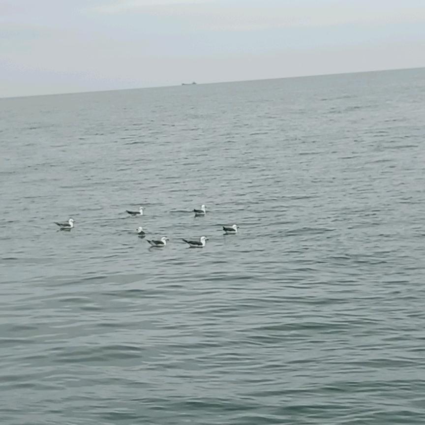 澳大利亚运动员