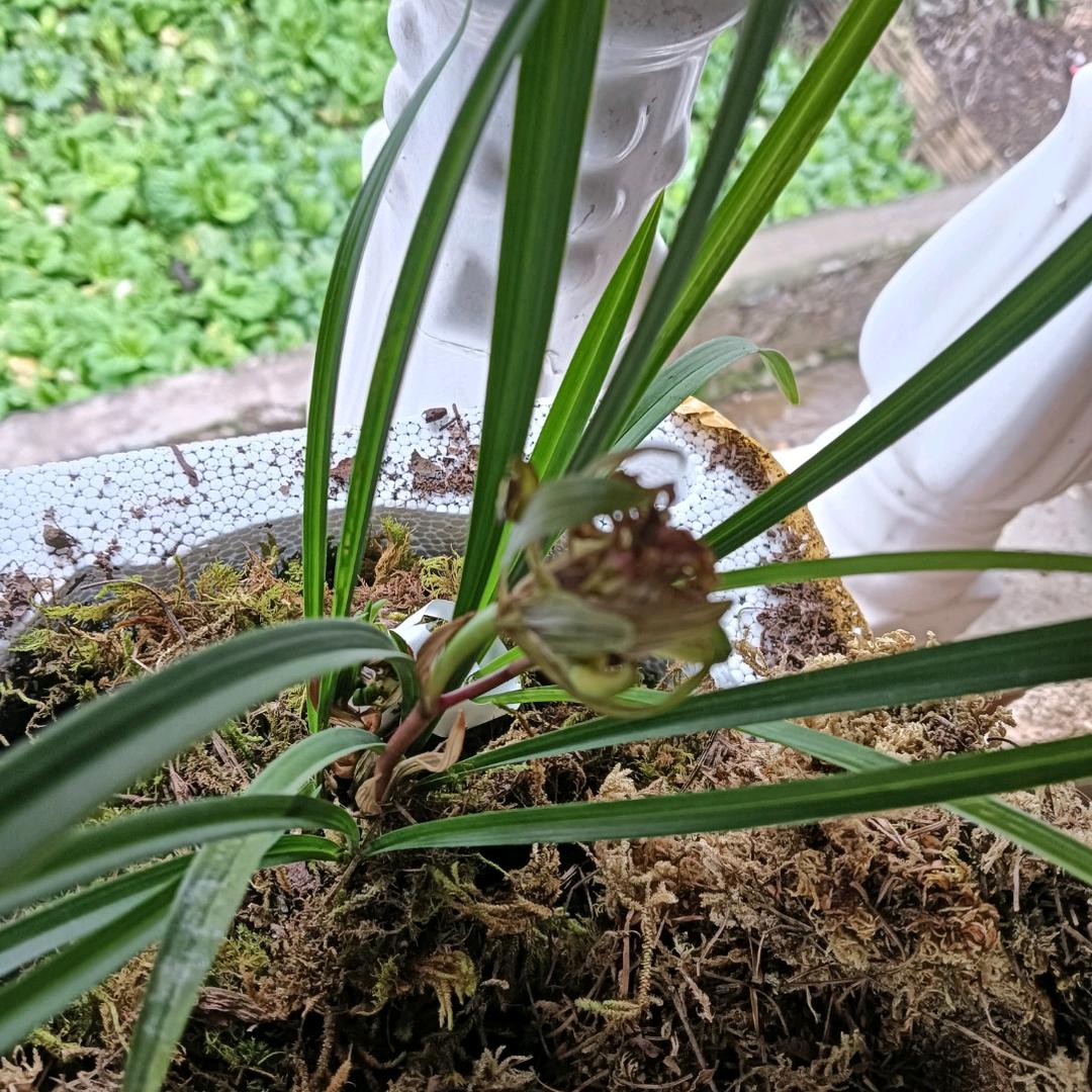 ༺།༼࿄࿆࿅࿆༽།༻