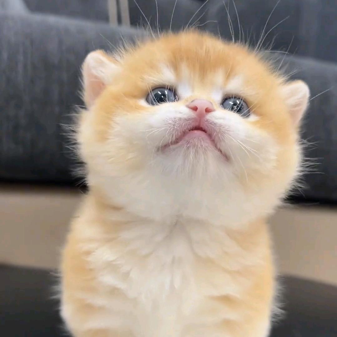 珍爱喵喵（金渐层猫舍）