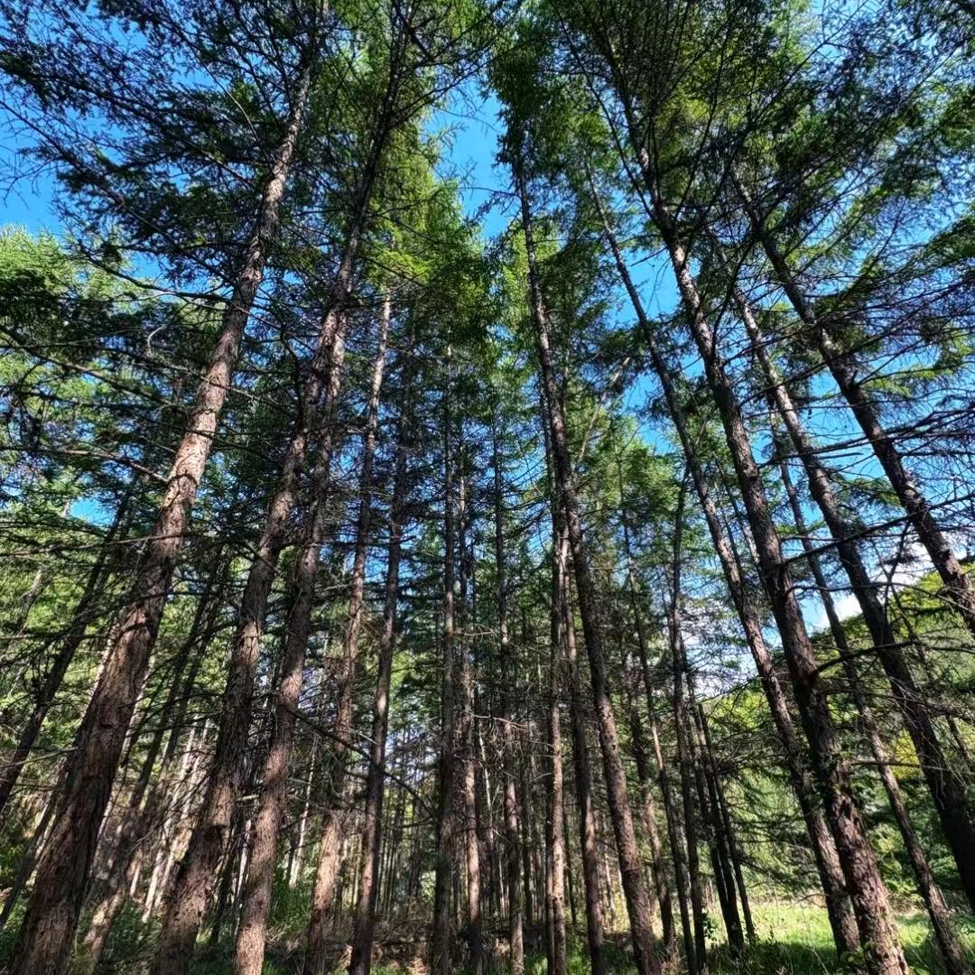 不要用耳朵👂 恋爱