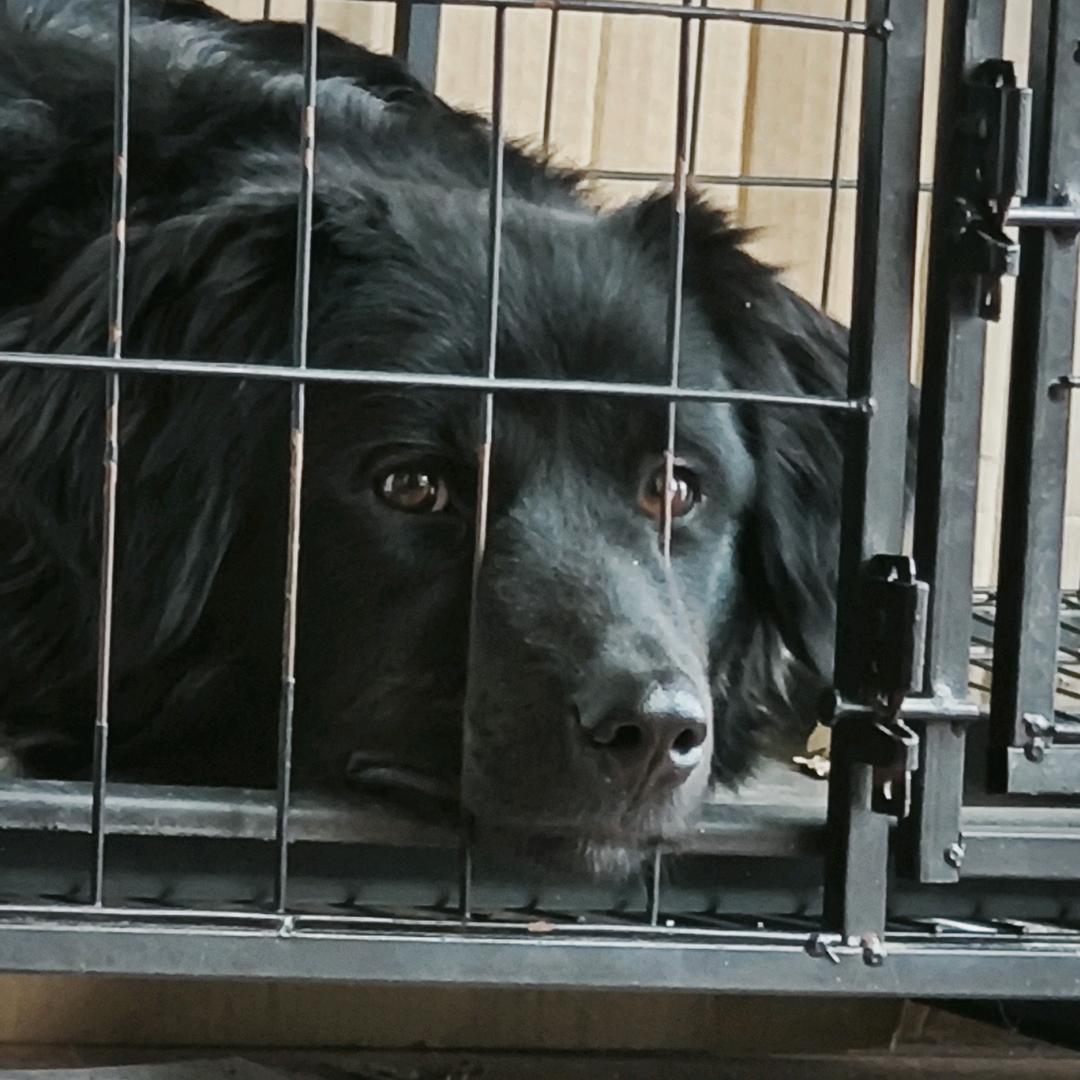 超级无敌猪猪侠