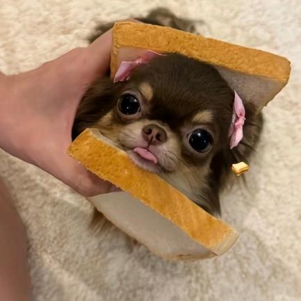 悲伤的秘雪冰城