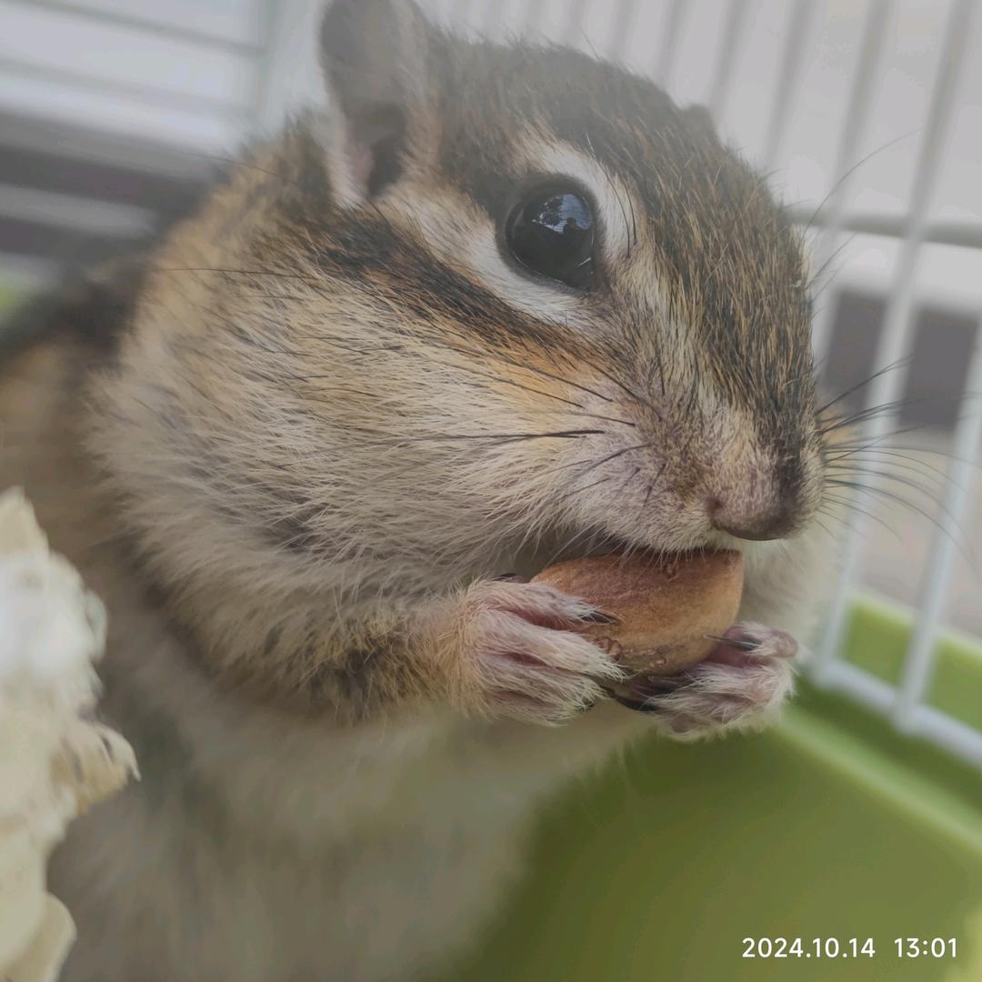 新新