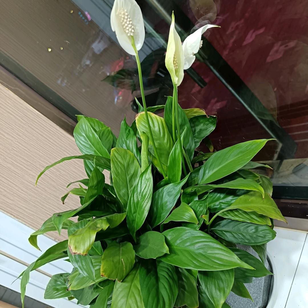 恰好💝动