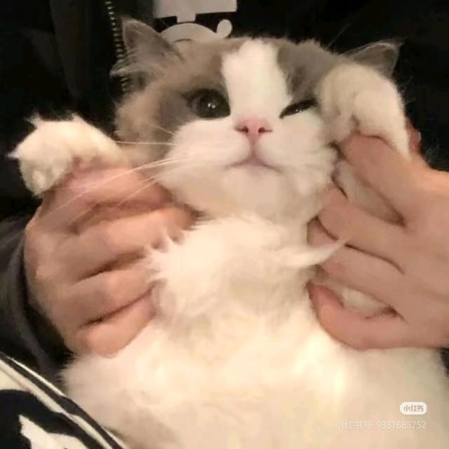 想养一只小猫🐱