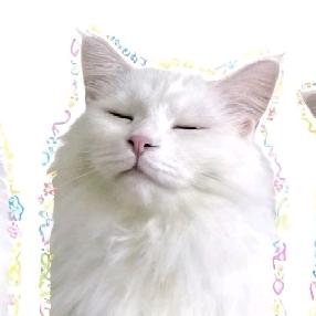 书余夏