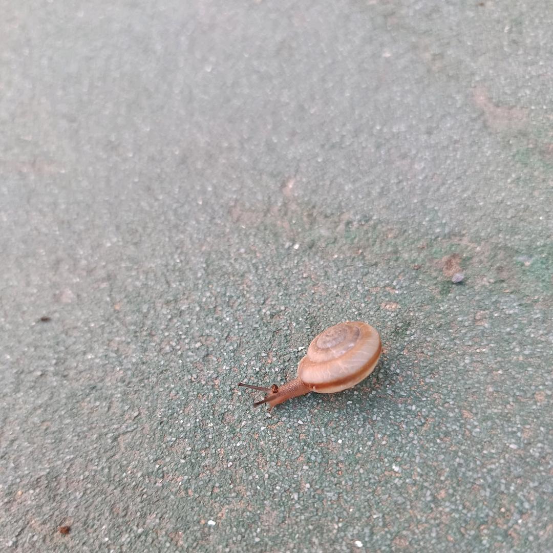 独行天下的蜗牛