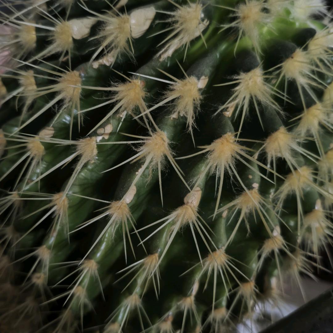 仙人球