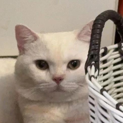 最帅小猫随便