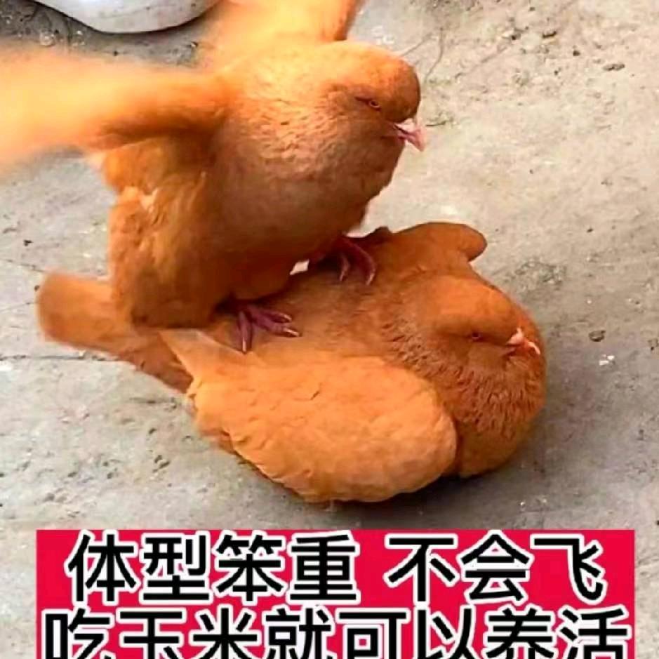 樊