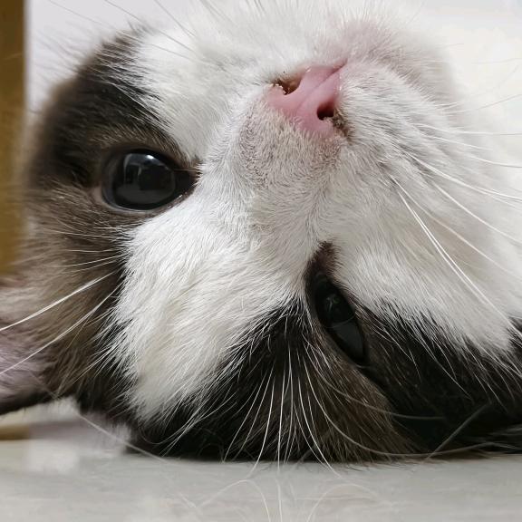 念夕
