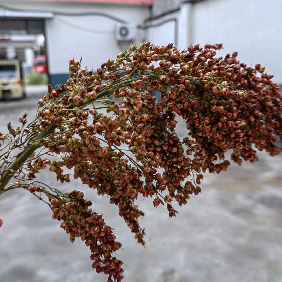 小唐