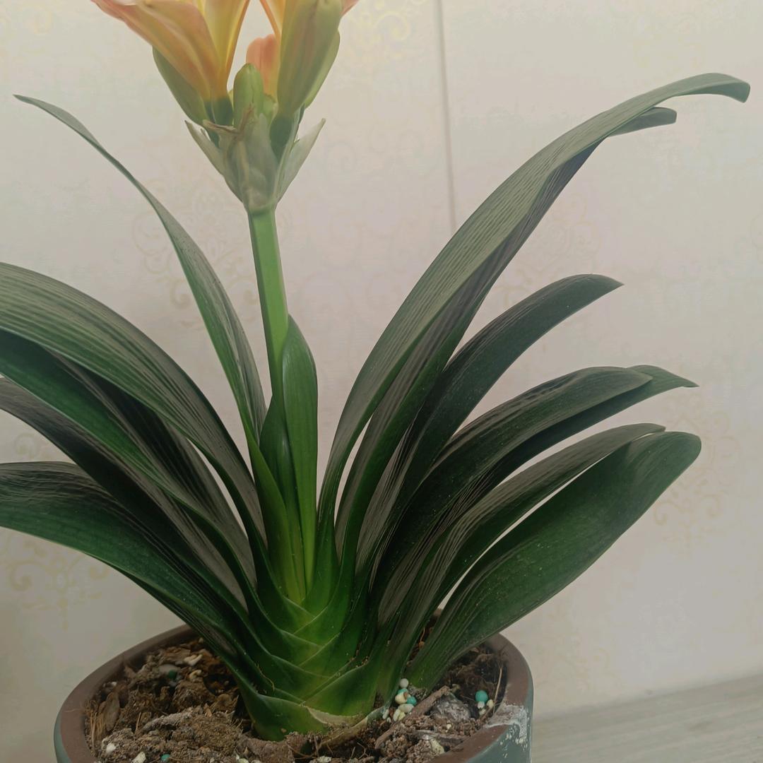 邦太行