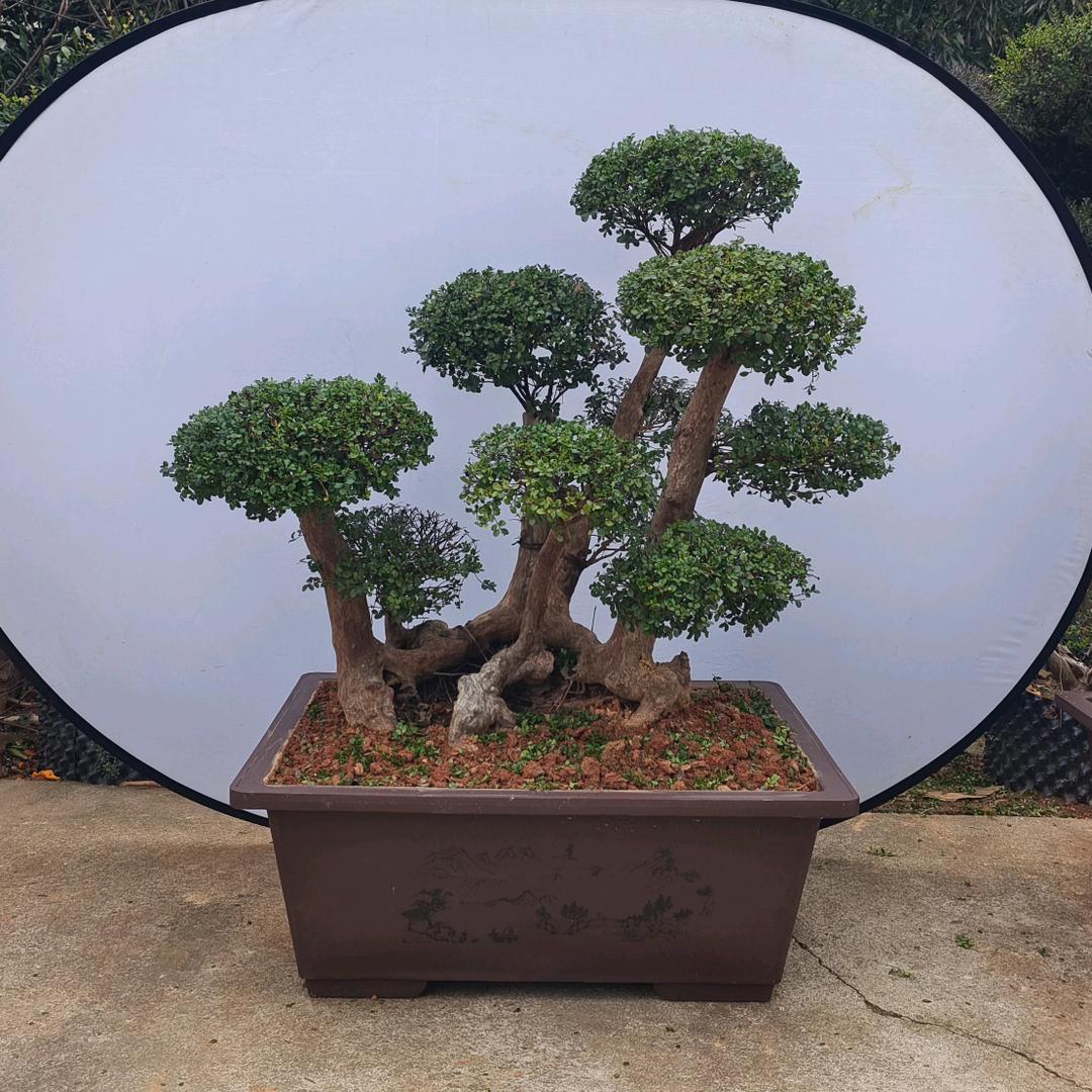 新建区赤楠苗木种植基地小号