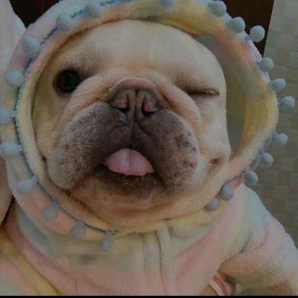 法斗宝宝3张一只🐩