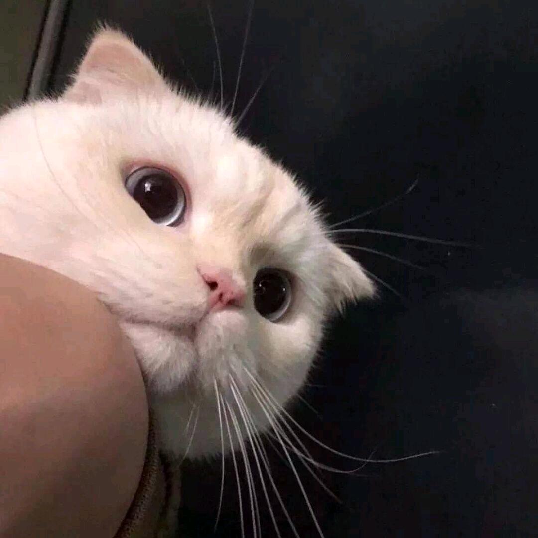 杏仁豆腐yo