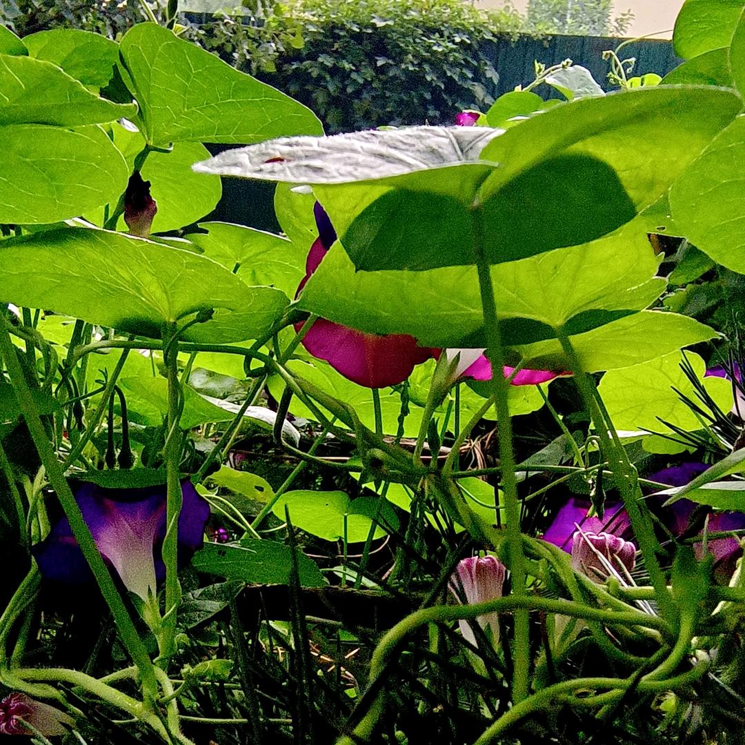 香蕉🍌聊城市东昌府区西关街