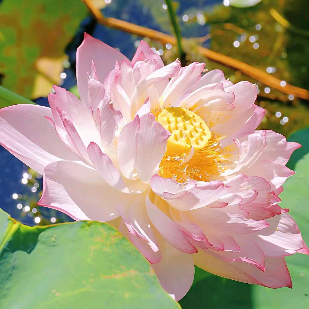 佛慧缘（秀水城南村邱家庙）