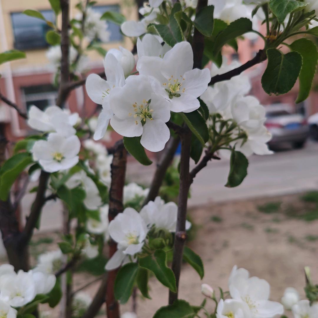 泥土芬芳