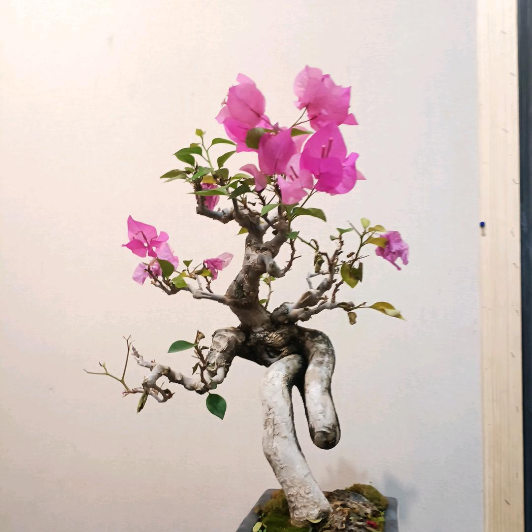 淡墨无痕
